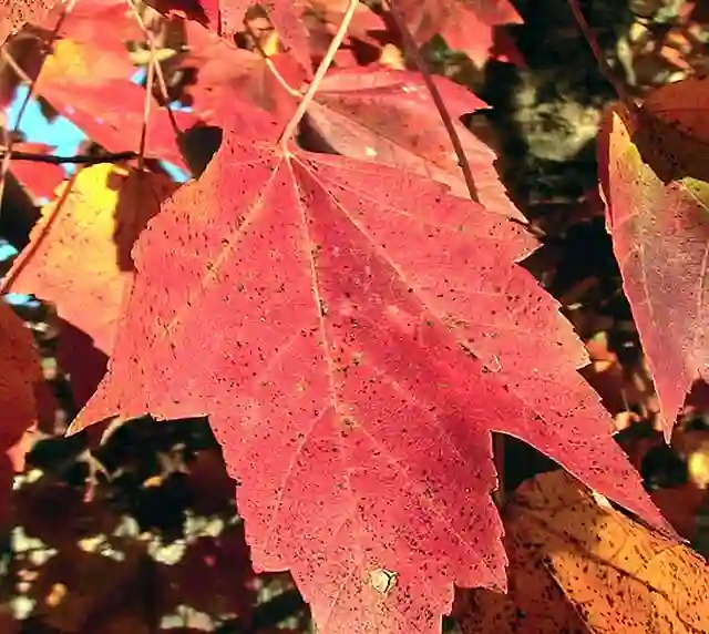Red Leaf Perennial Plants 1 Red Leaf Perennial Plants
