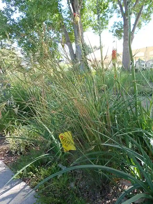 Red Oat Grass - Themeda Triandra 4 Red Oat Grass