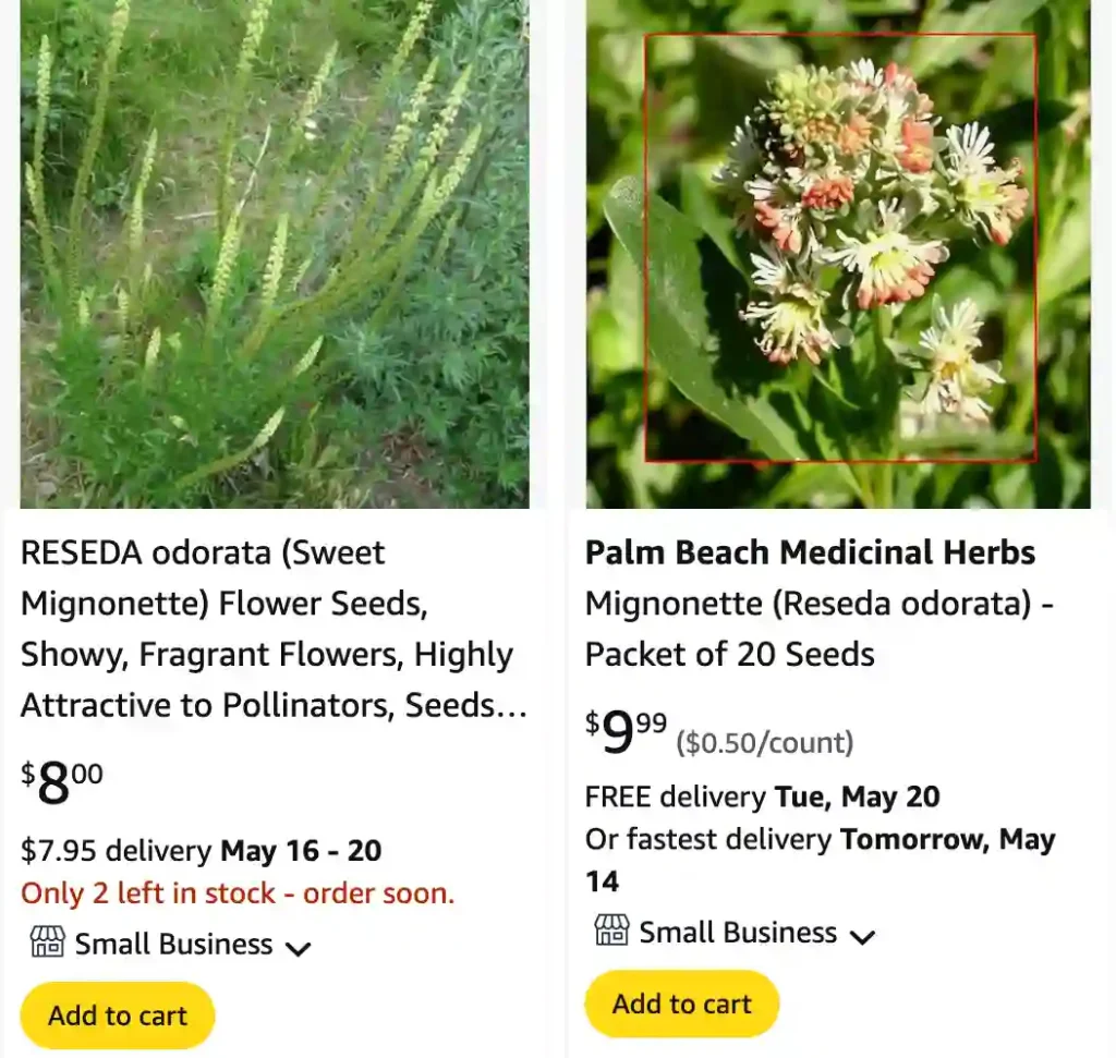 Reseda Odorata | Monsteraholic