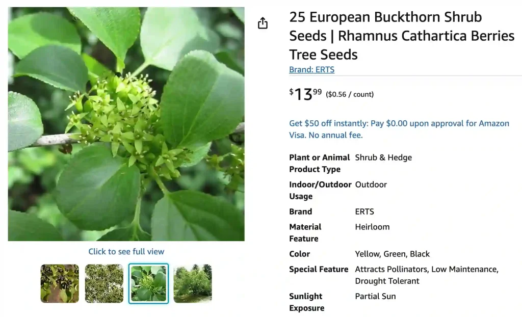 Rhamnus Cathartica 1 Rhamnus Cathartica 1 | Monsteraholic