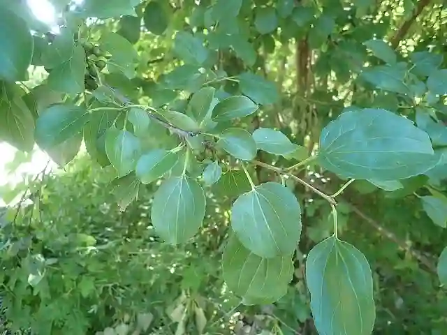 Rhamnus Cathartica