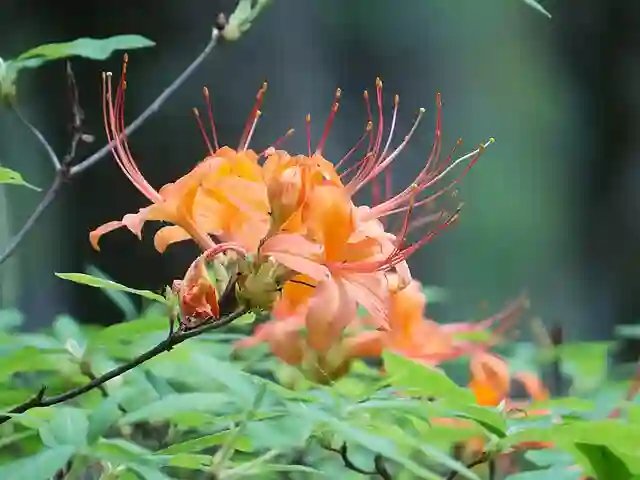 Rhododendron Calendulaceum