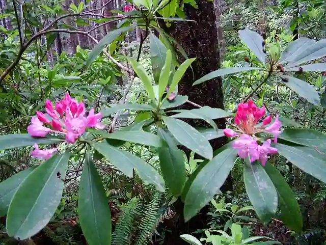 Rhododendron Macrophyllum