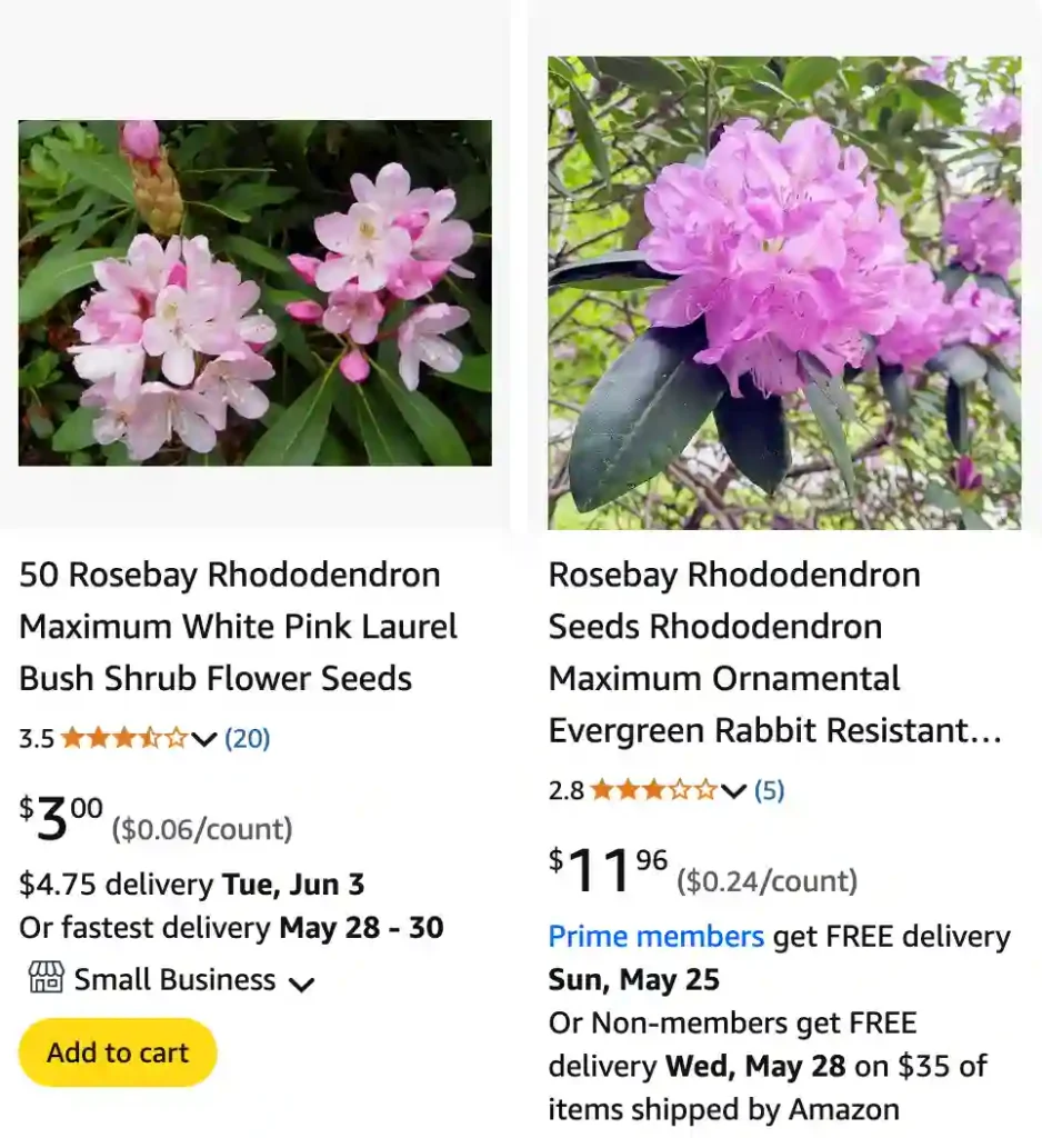 Rhododendron Maximum 1 | Monsteraholic