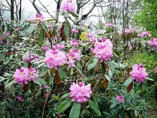 Rhododendron Ponticum 1 Rhododendron Ponticum