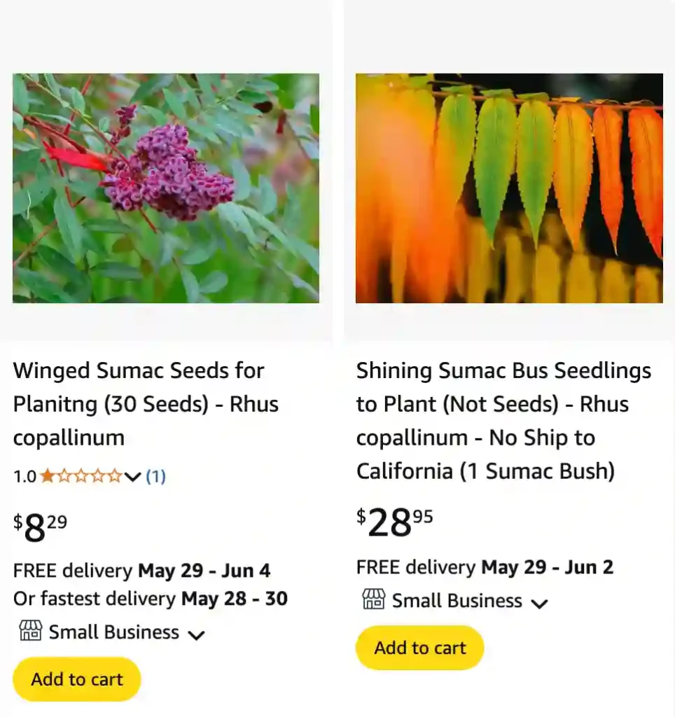 Rhus Copallinum 1 | Monsteraholic