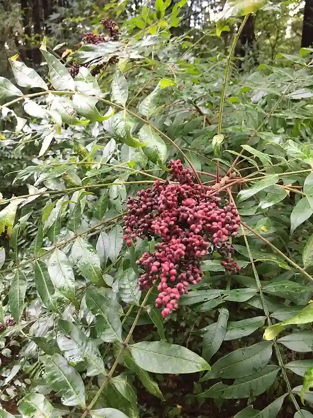 Rhus Copallinum