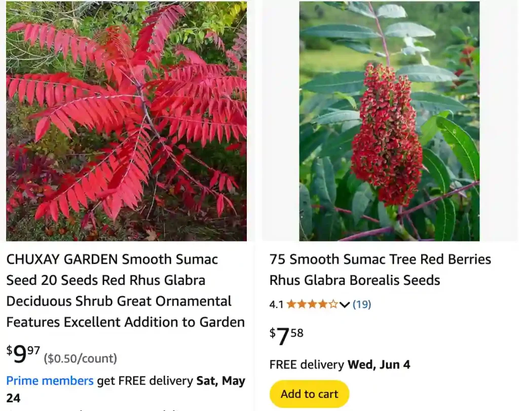 Rhus Glabra 1 | Monsteraholic