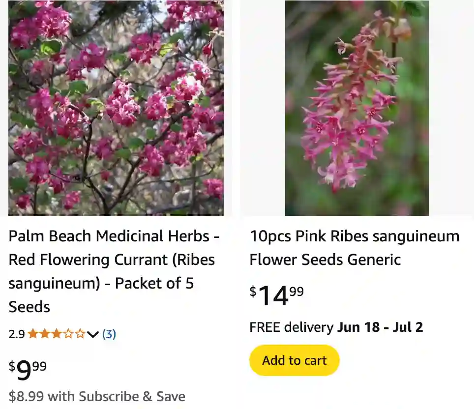 Ribes Sanguineum - Flowering Currant 1 Ribes Sanguineum 1 | Monsteraholic