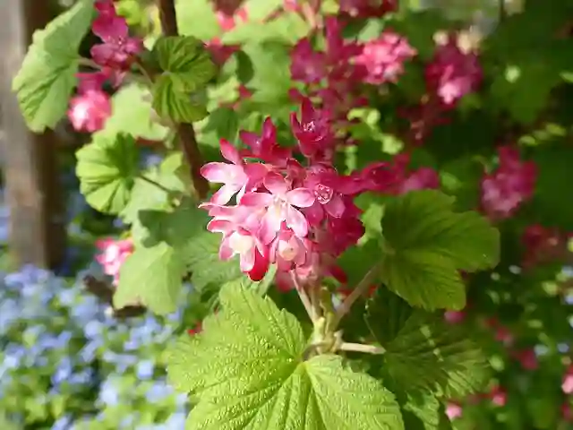 Ribes Sanguineum