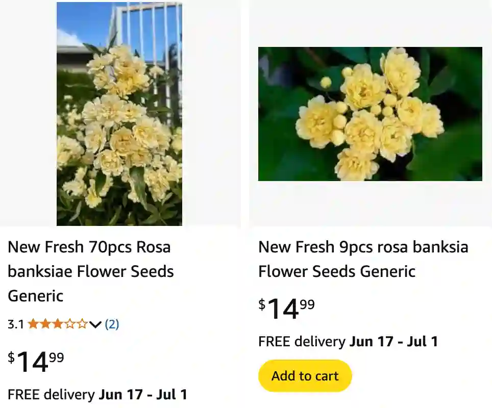 Rosa Banksiae - Lady Banks' Rose 1 Rosa Banksiae 1 | Monsteraholic