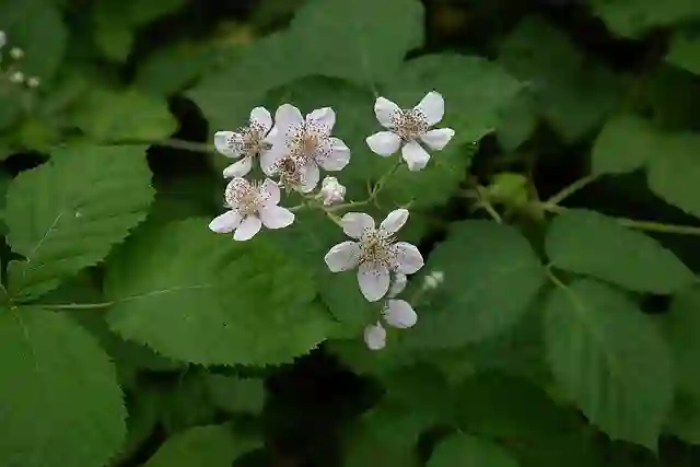 Rubus Armeniacus - Himalayan Blackberry 4 Rubus Armeniacus
