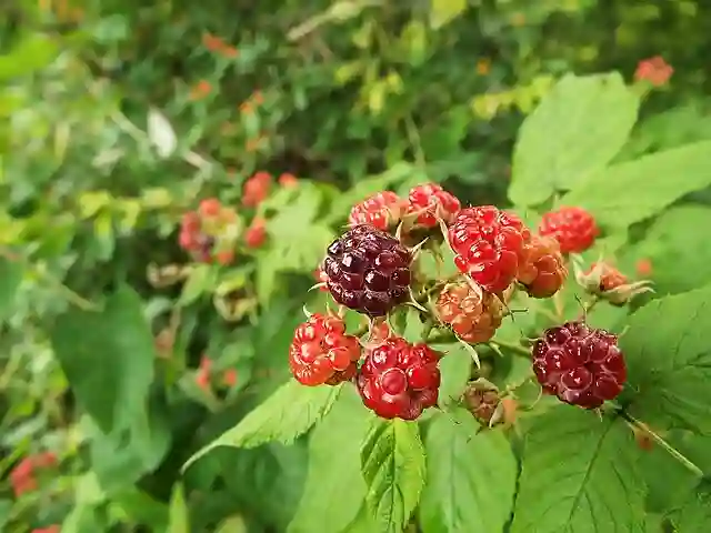 Rubus Occidentalis