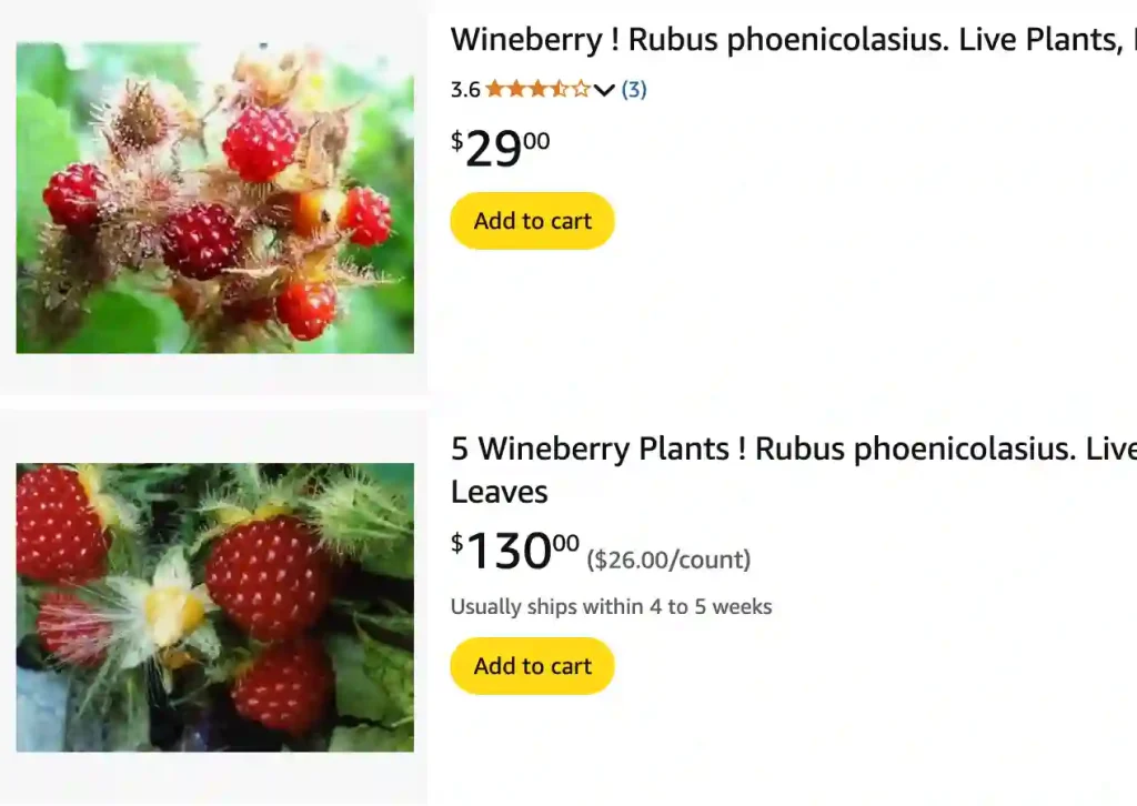 Rubus Phoenicolasius 1 | Monsteraholic