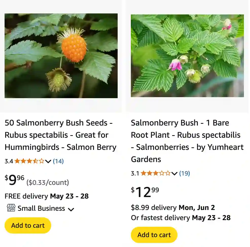 Rubus Spectabilis - Salmonberry 1 Rubus Spectabilis 1 | Monsteraholic