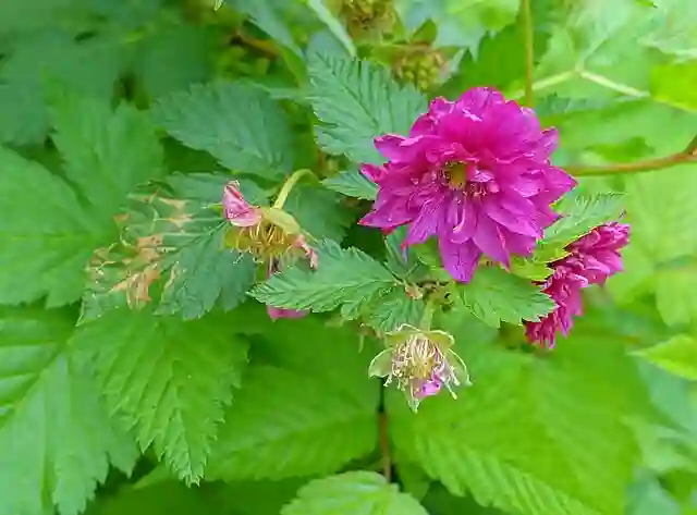 Rubus Spectabilis