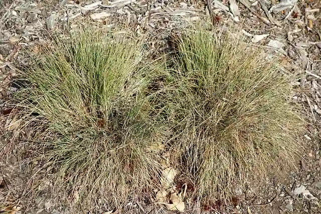Ruby Grass