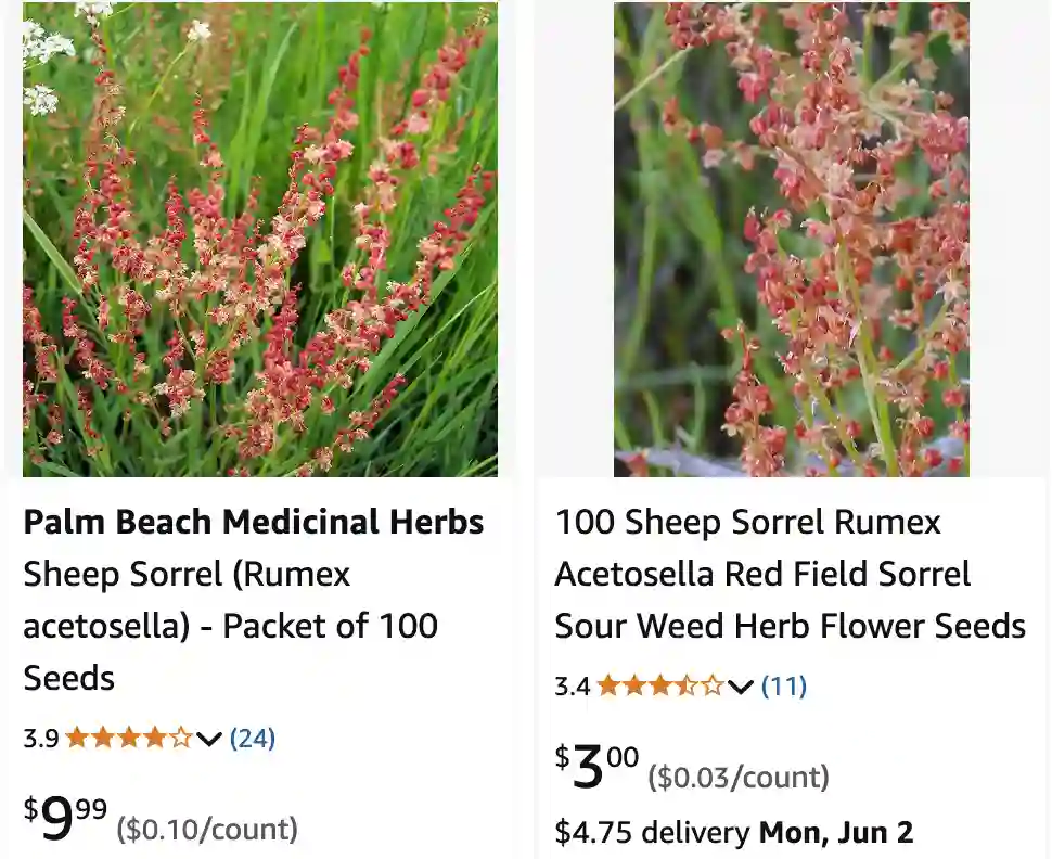 Rumex Acetosella 1 | Monsteraholic