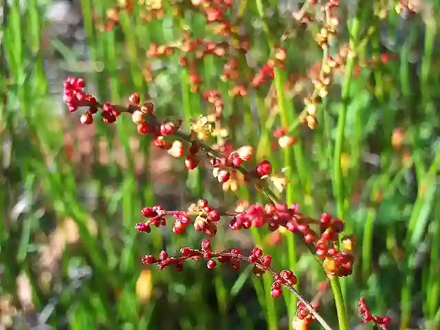 Rumex Acetosella - Sheep Sorrel, Red Sorrel, or Field Sorrel 6 Rumex Acetosella