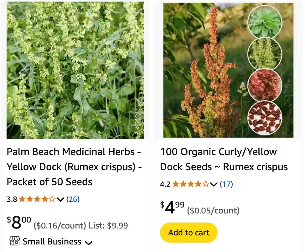 Rumex Crispus - Curly Dock - Yellow Dock 1 Rumex Crispus 1 | Monsteraholic