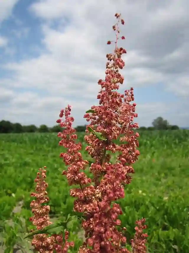 Rumex Crispus - Curly Dock - Yellow Dock 5 Rumex Crispus