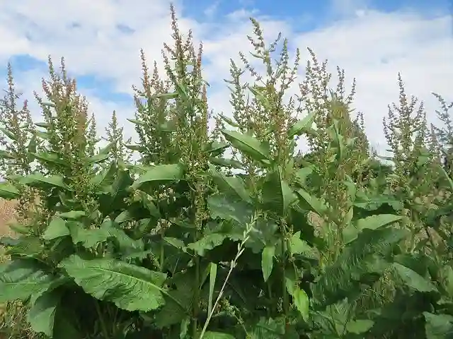 Rumex Obtusifolius - Broadleaf Dock 1 Rumex Obtusifolius