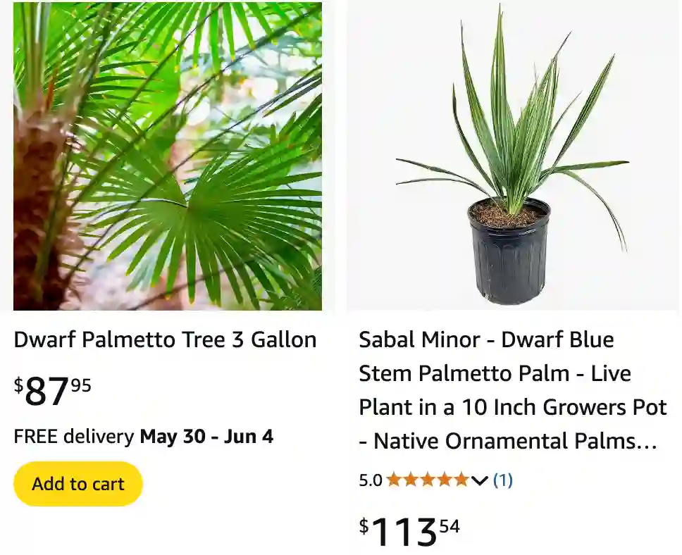 Sabal Minor 1 | Monsteraholic