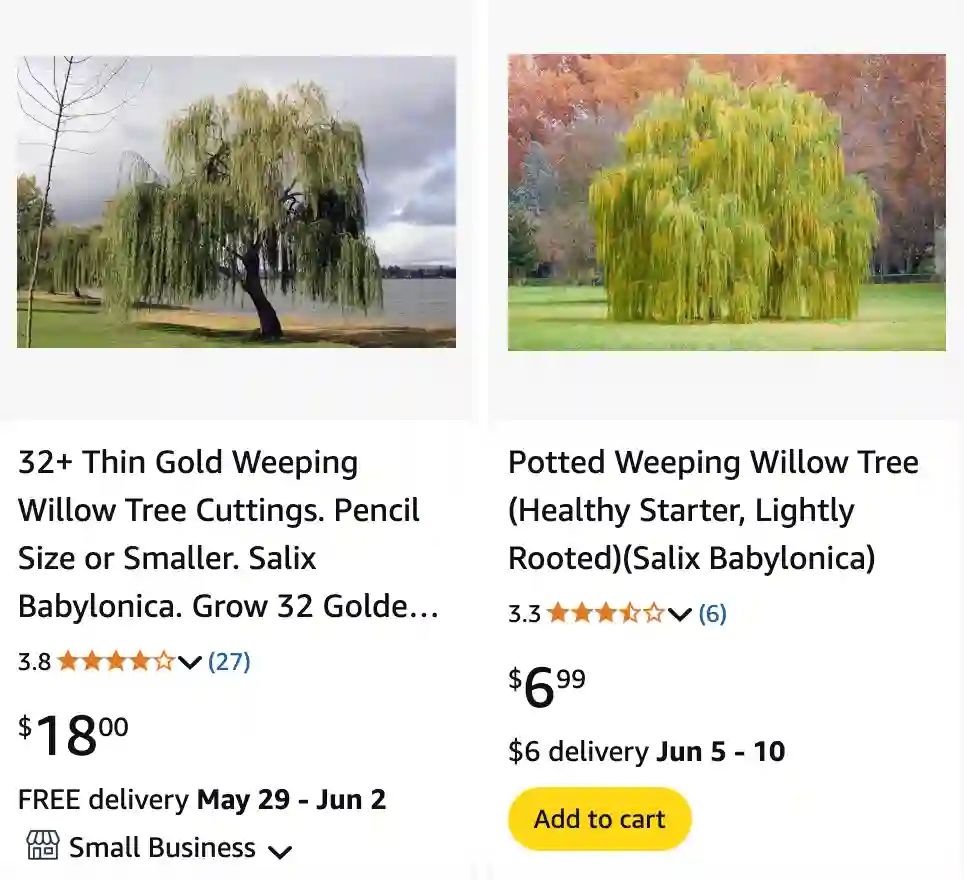 Salix Babylonica - Weeping Willow 1 Salix Babylonica 1 | Monsteraholic
