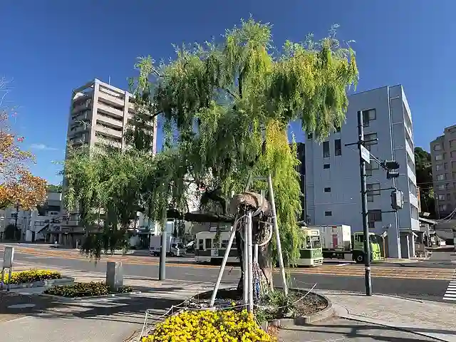 Salix Babylonica - Weeping Willow 1 Salix Babylonica