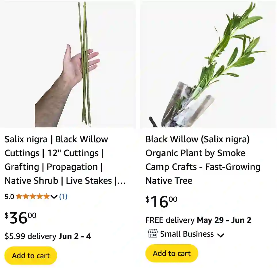 Salix Nigra 1 | Monsteraholic