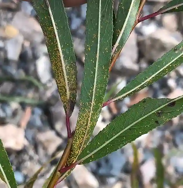 Salix Nigra