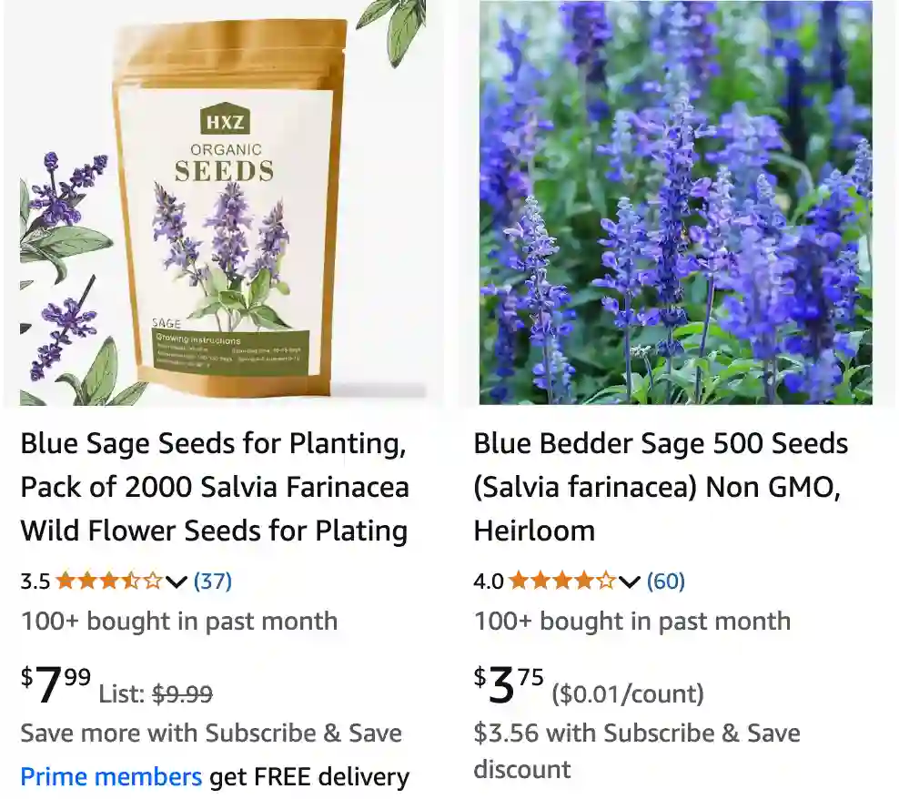 Salvia Farinacea 1 | Monsteraholic