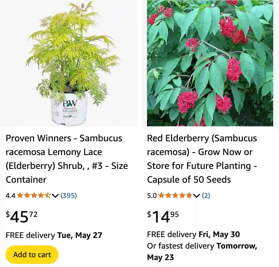 Sambucus Racemosa - Red Elderberry 1 Sambucus Racemosa 1 | Monsteraholic