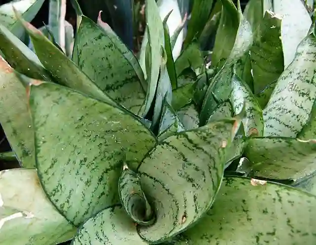 Bird's Nest Snake Plant