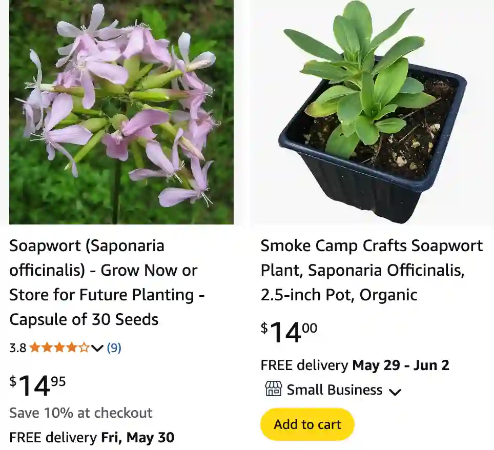 Saponaria Officinalis - Soapwort 1 Saponaria Officinalis 1 | Monsteraholic