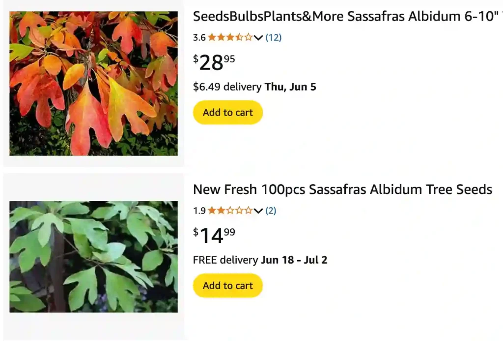 Sassafras Albidum 1 | Monsteraholic