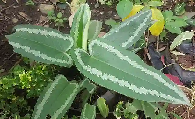 Schismatoglottis Wallichii 1 Schismatoglottis Wallichii