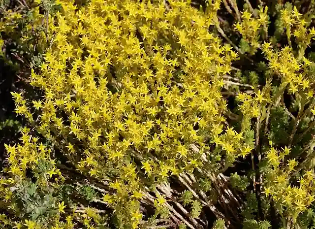 Sedum Acre - Goldmoss Stonecrop - Biting Stonecrop 2 Sedum Acre