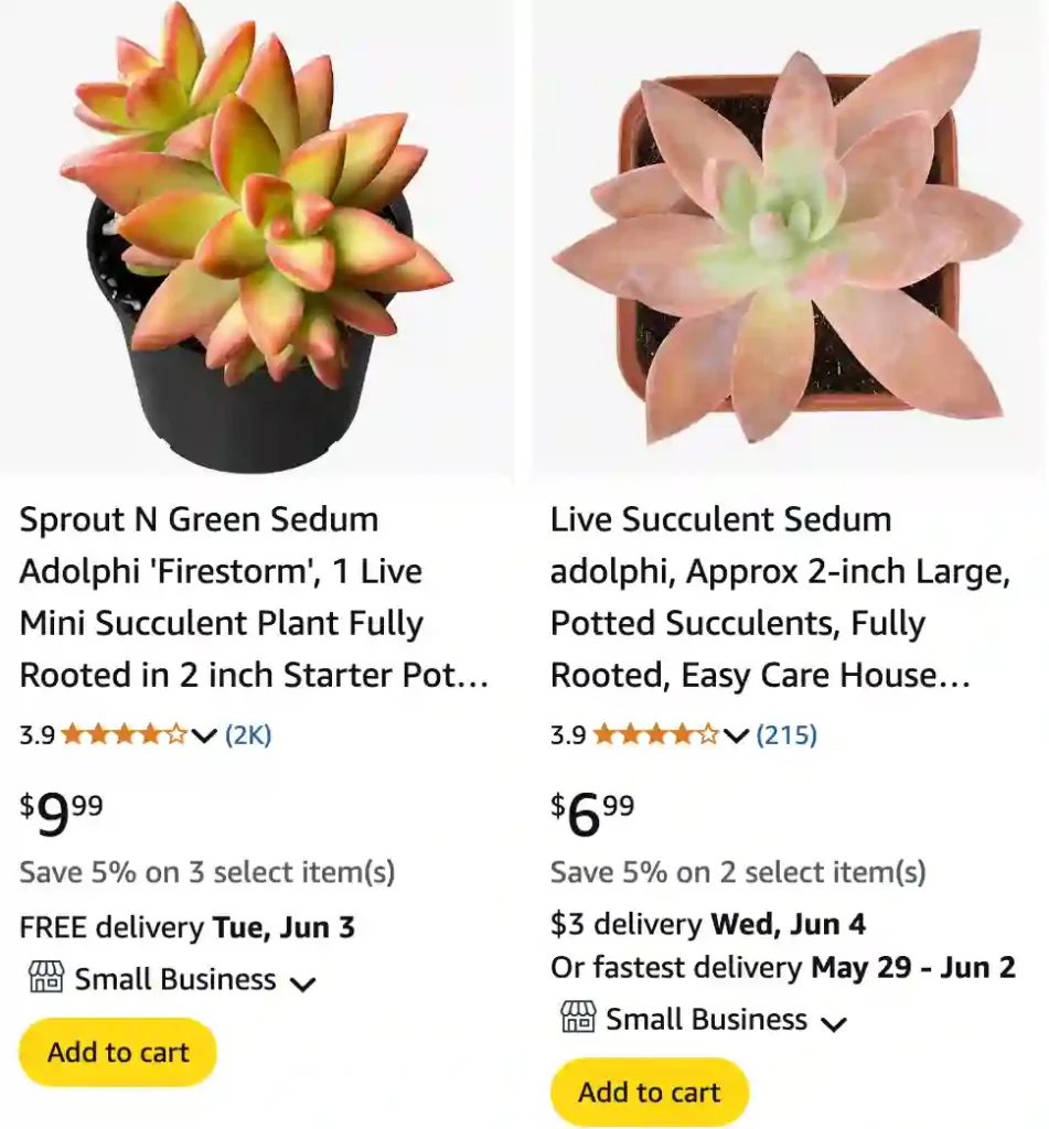 Sedum Adolphi - Golden Sedum - Golden Glow 1 Sedum Adolphi 1 | Monsteraholic