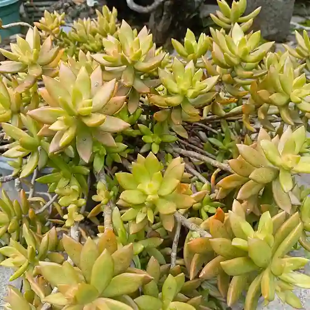 Sedum Adolphi
