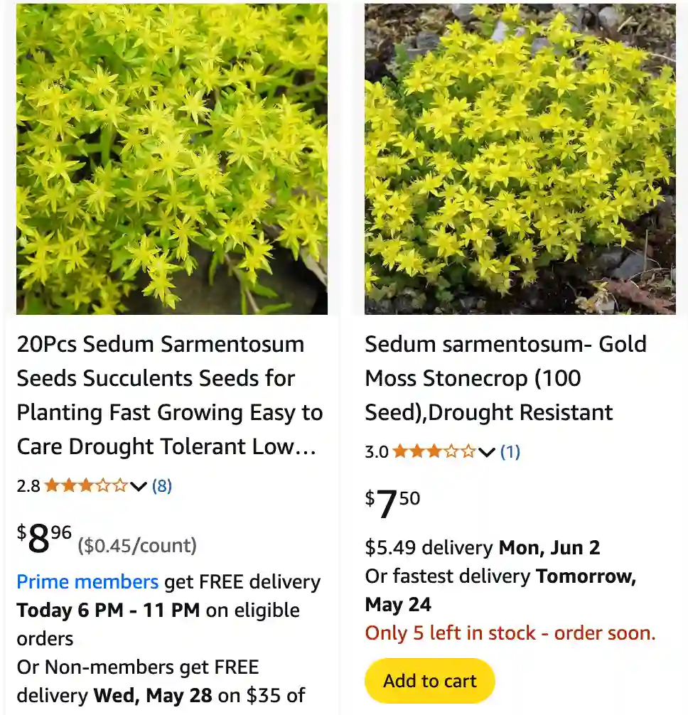 Sedum Sarmentosum - Stringy Stonecrop - Golden Moss 1 Sedum Sarmentosum 1 | Monsteraholic