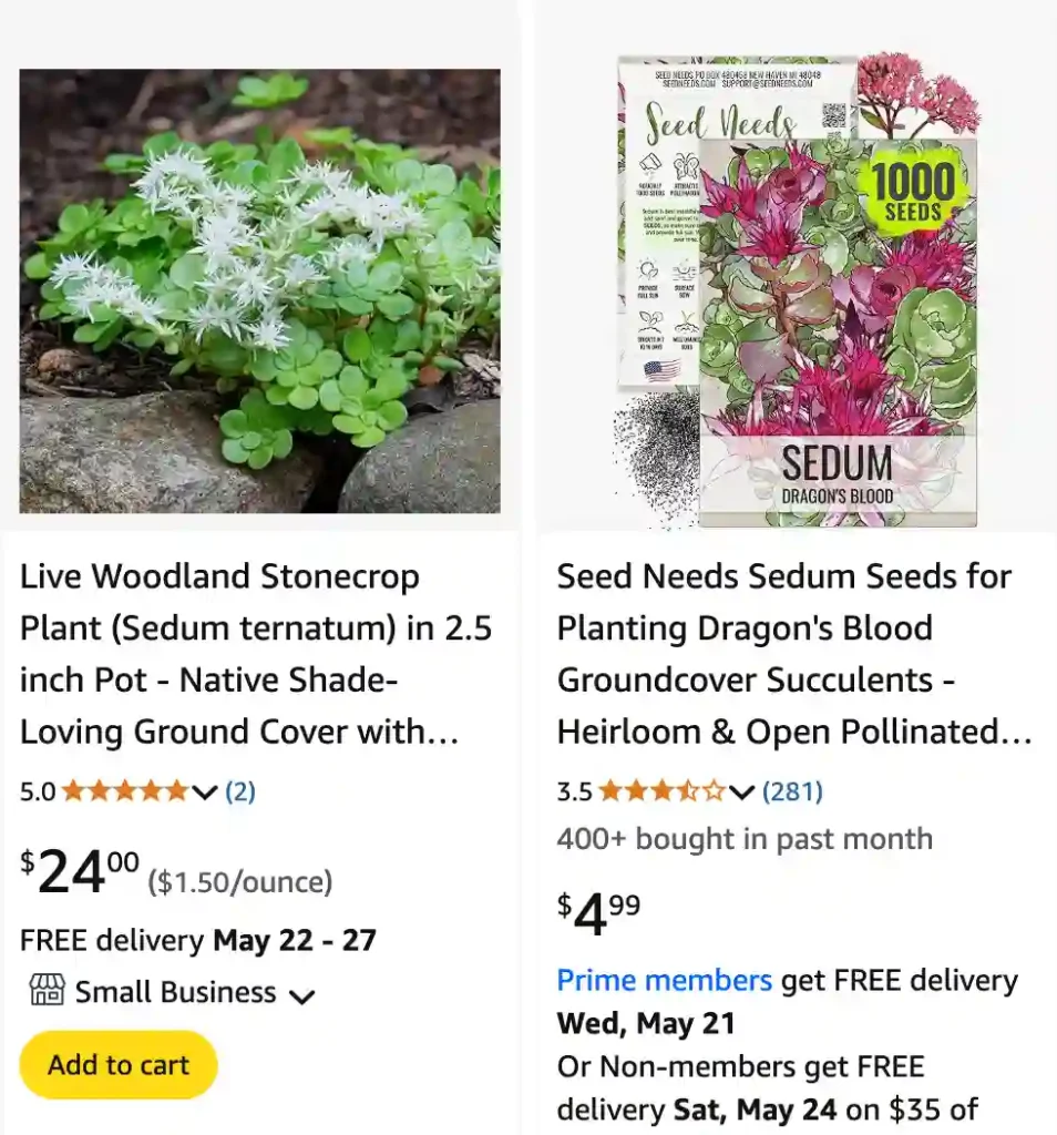 Sedum Ternatum 1 | Monsteraholic