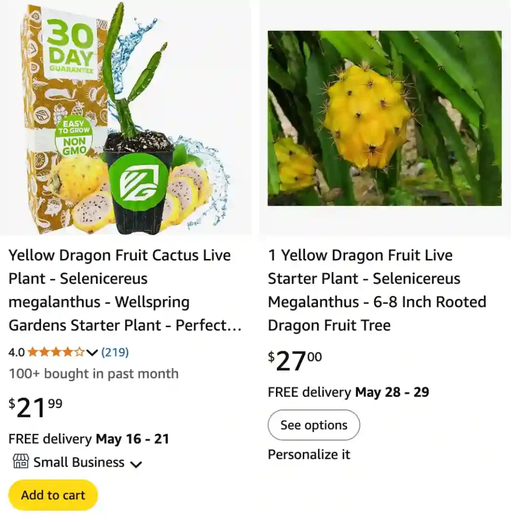 Selenicereus Megalanthus | Monsteraholic