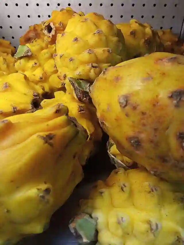 Yellow Dragon Fruit Plant - Selenicereus Megalanthus 1 Yellow Dragon Fruit Plant