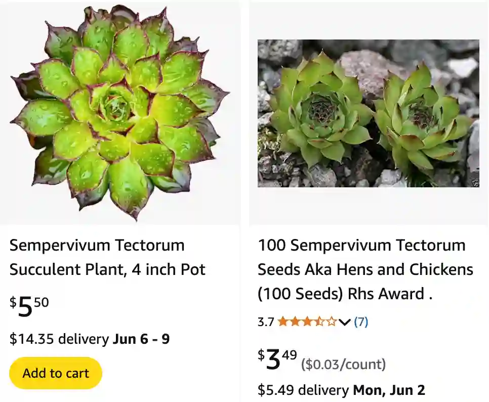Sempervivum Tectorum 1 | Monsteraholic