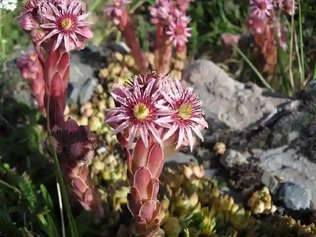 Sempervivum Tectorum