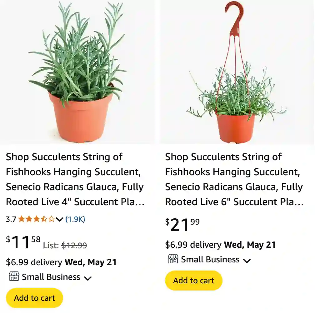 Senecio Radicans Glauca | Monsteraholic