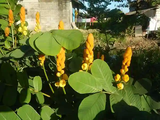 Senna Alata