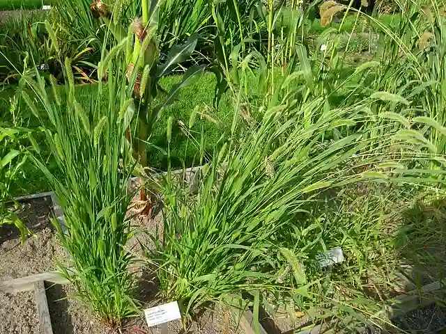 Setaria Viridis