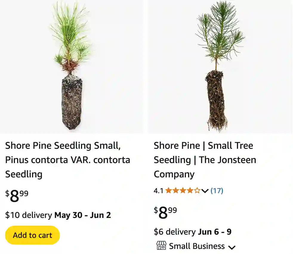 Shore Pine | Monsteraholic